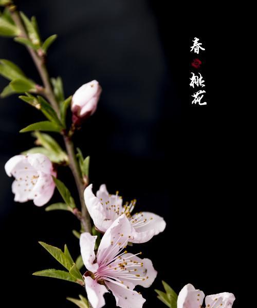 樱花和桃花的花语分别是什么？