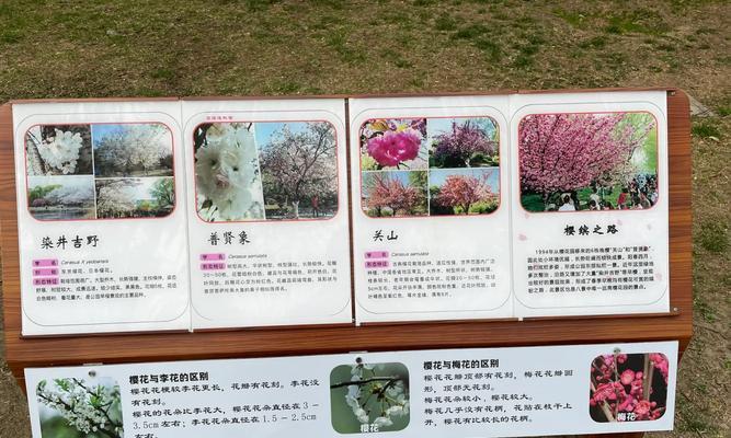 樱花和桃花的花语分别是什么？