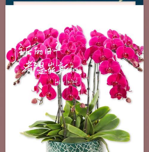 蝴蝶蓝花的花语和寓意是什么？它象征着什么样的情感？