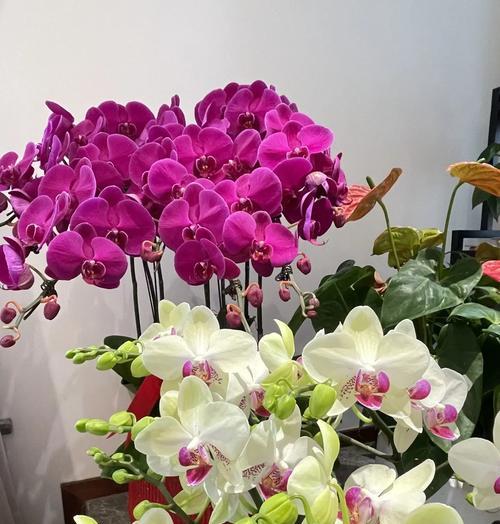 蝴蝶蓝花的花语和寓意是什么？它象征着什么样的情感？