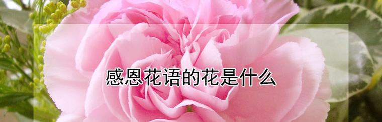 网络上流行的花语有哪些？
