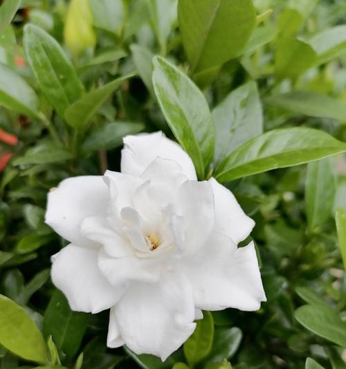 栀子花象征着什么？