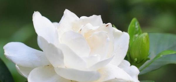栀子花象征着什么？