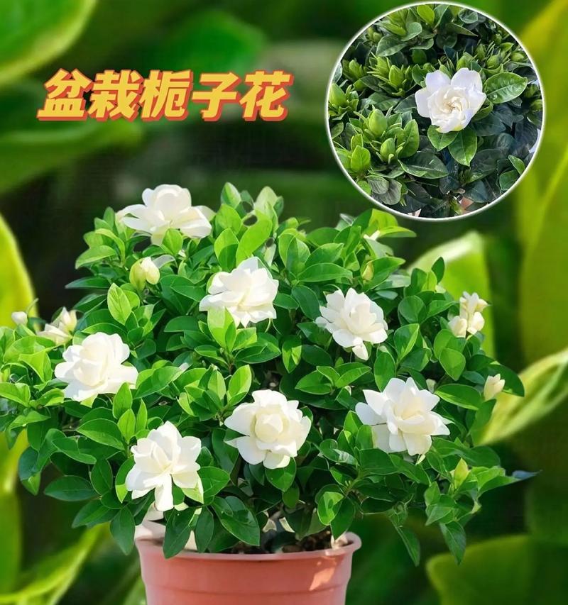 栀子花象征着什么？