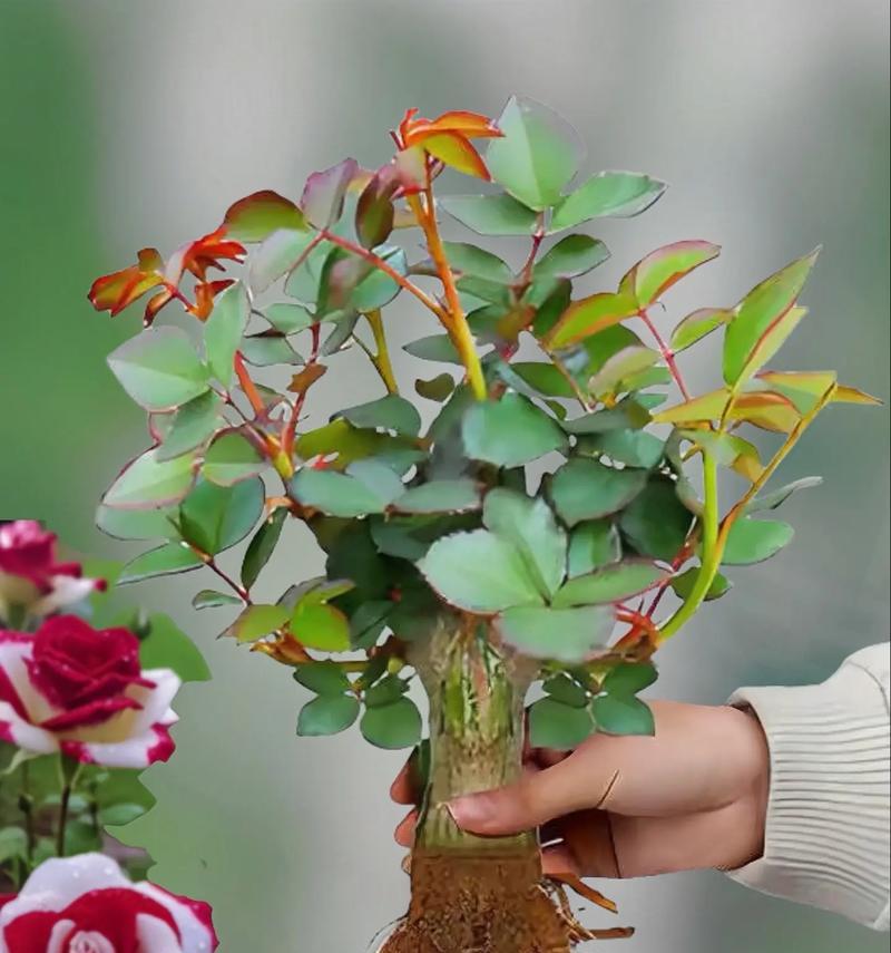 哥特式玫瑰的花语有何深意？适合哪种氛围？