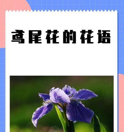 同名花的花语有哪些？它们各自代表什么意义？