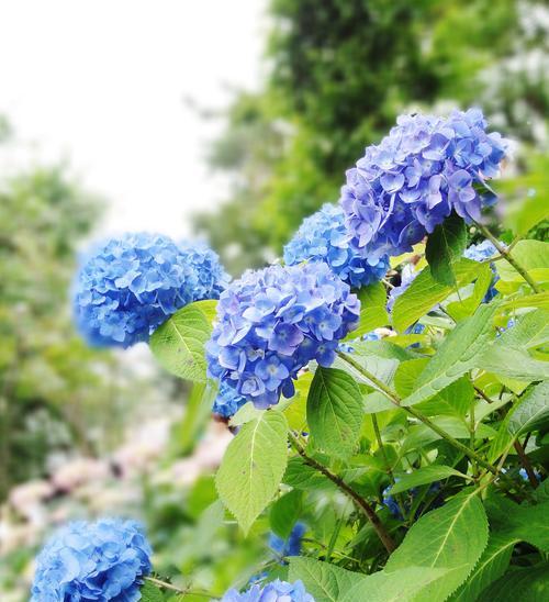 同名花的花语有哪些？它们各自代表什么意义？
