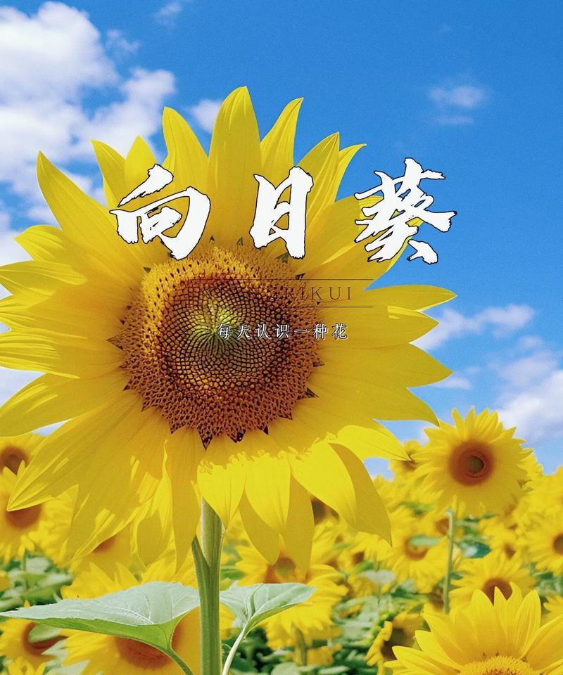 花的别称雅称及花语是什么？