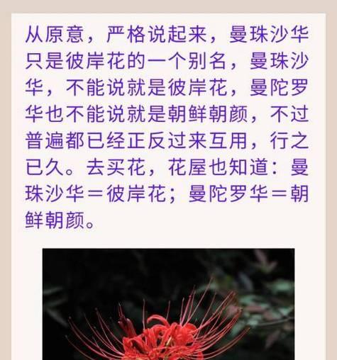 花的别称雅称及花语是什么？