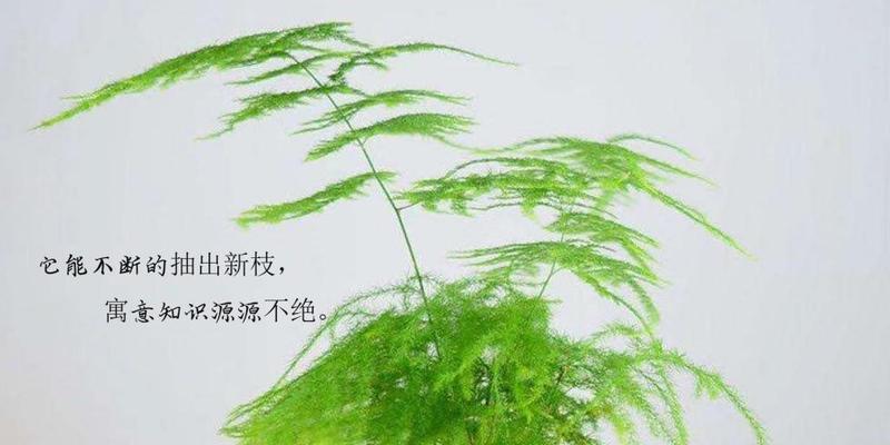 文竹的花语含义是什么？