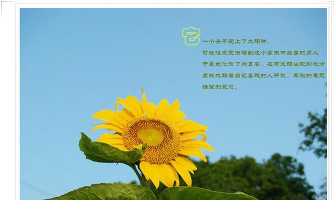 555朵花的花语代表什么？