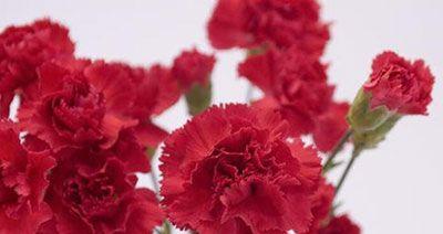 555朵花的花语代表什么？