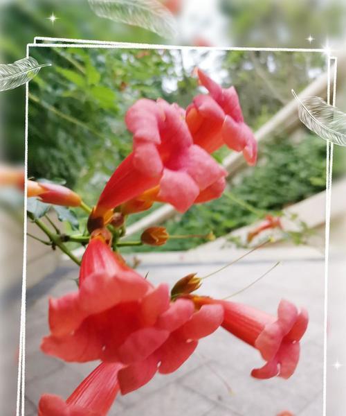 花语呢喃app的口令是什么？如何获取这个app的口令？