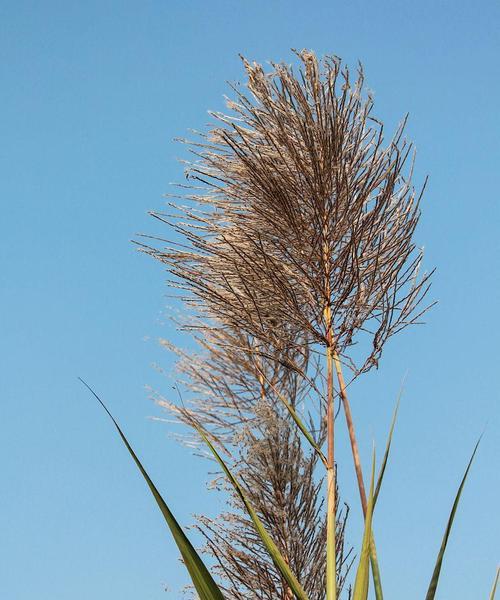 送甘蔗的花语代表了什么意义？