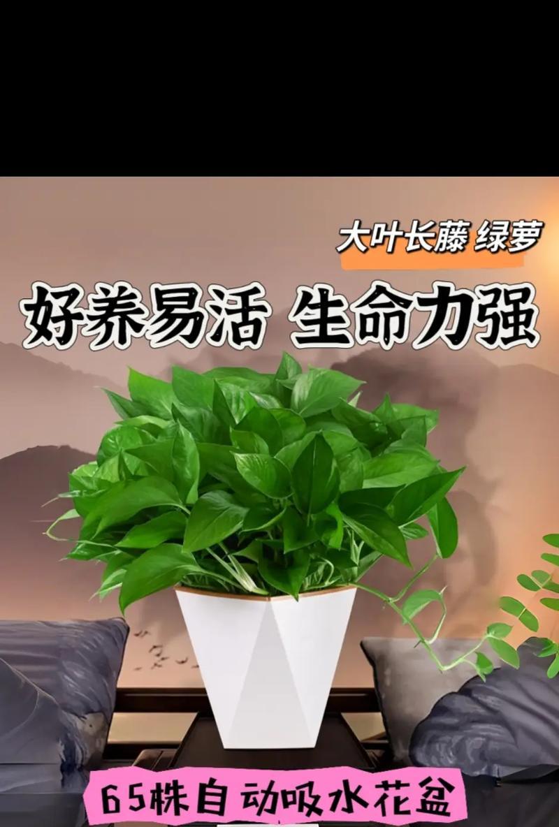 绿萝的花语品种有哪些？它们各自代表什么？