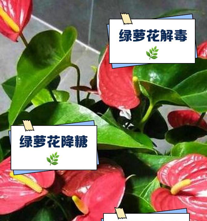绿萝的花语品种有哪些？它们各自代表什么？