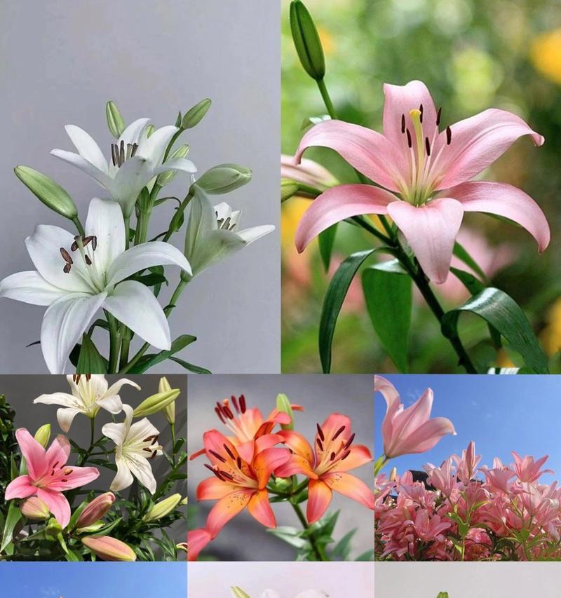 哪种花代表循环重生的花语？