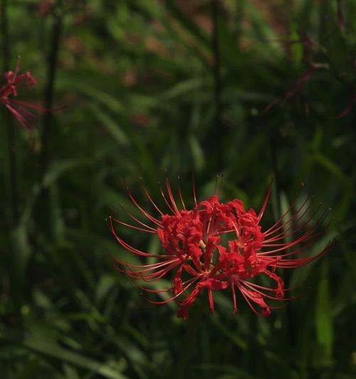 哪种花代表循环重生的花语？