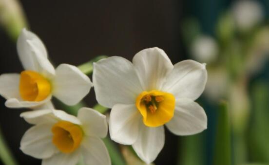 水仙花四瓣代表什么含义？花语有哪些独特之处？