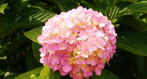二月四号花语是什么生肖？对应的花语有哪些？