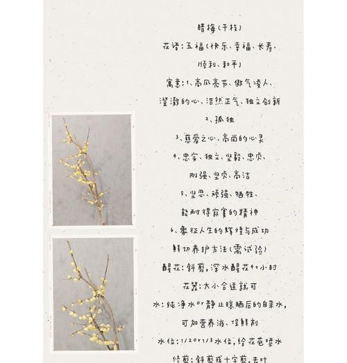 蓝梅花绿叶的花语有何含义？蓝梅花绿叶象征着什么？
