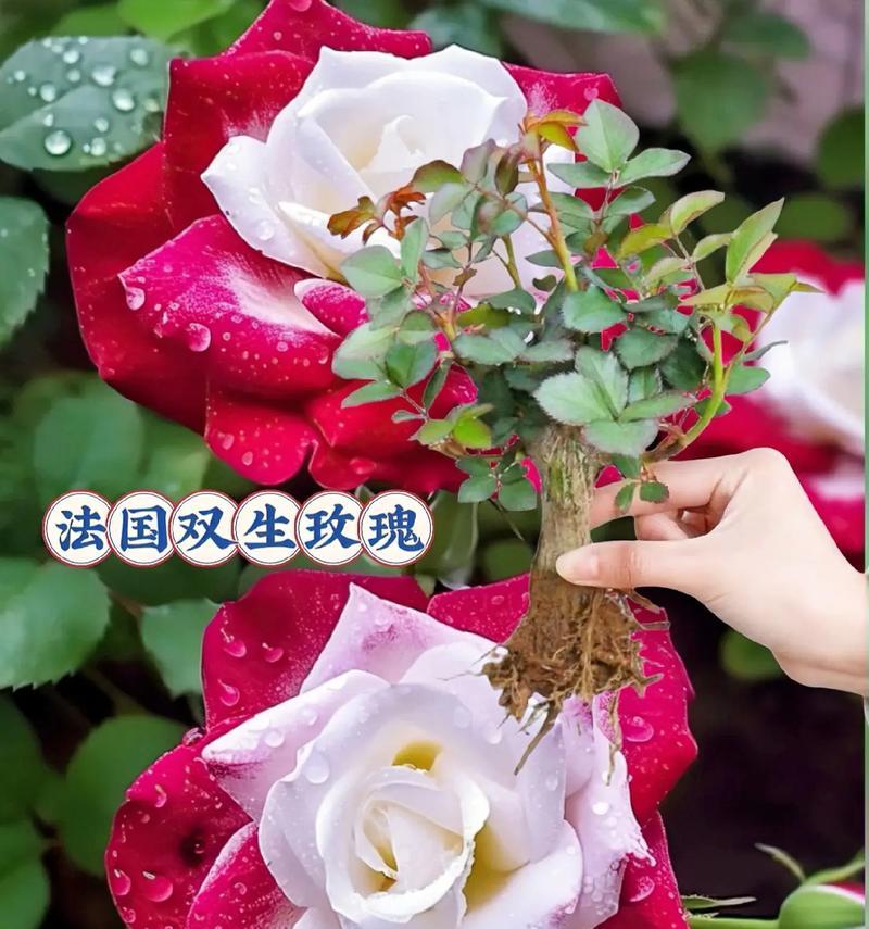 玫瑰花寓意最好的颜色是什么？玫瑰花代表了哪种爱情？