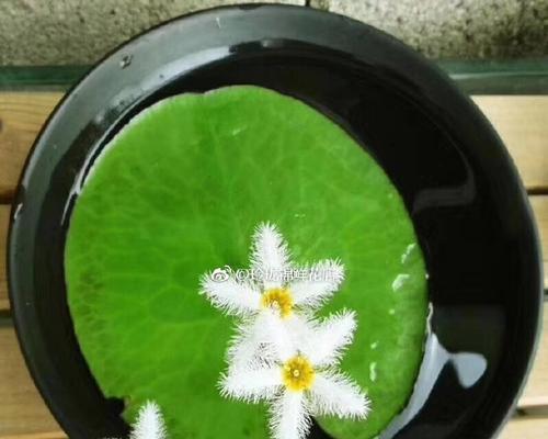 清心空气花语有何深意？它象征着什么？