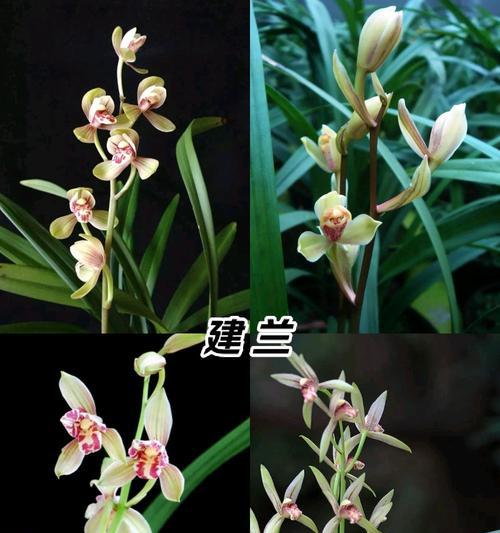 最美兰花的花语与寓意是什么？