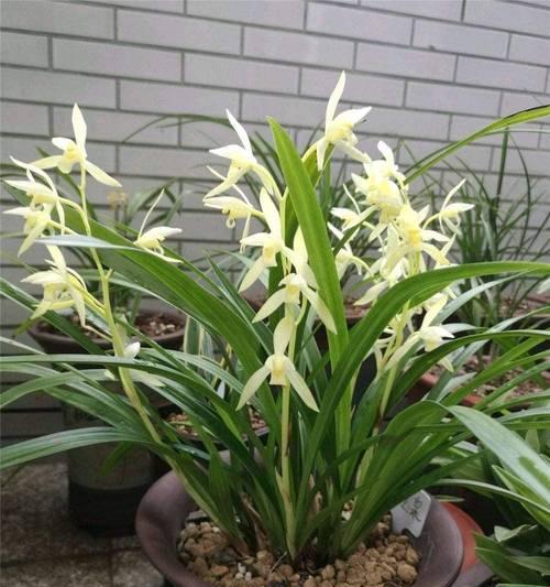 最美兰花的花语与寓意是什么？