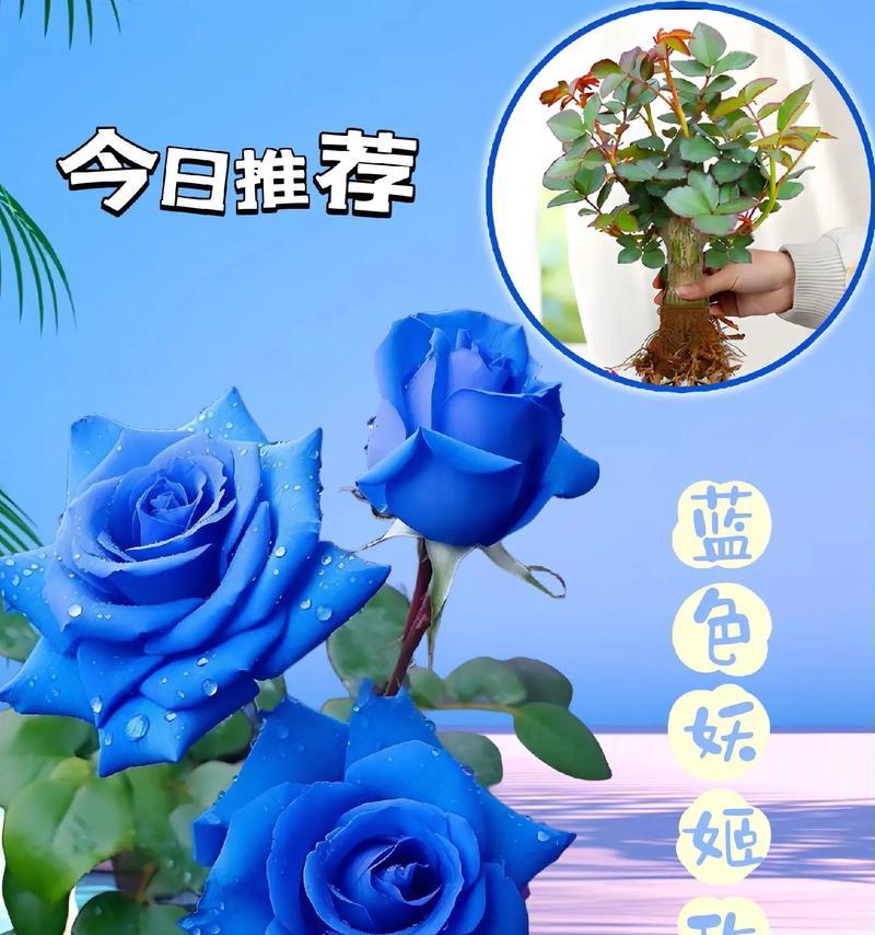 爱你蓝玫瑰的花语代表了什么？如何用蓝玫瑰表达爱意？