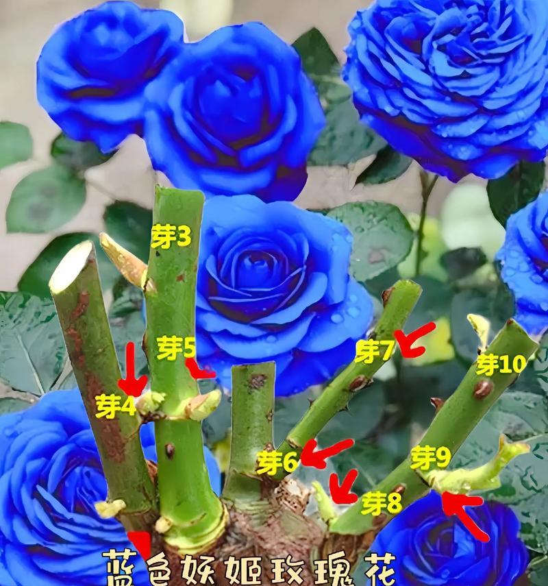 爱你蓝玫瑰的花语代表了什么？如何用蓝玫瑰表达爱意？