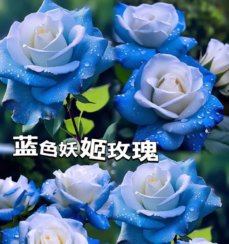 爱你蓝玫瑰的花语代表了什么？如何用蓝玫瑰表达爱意？