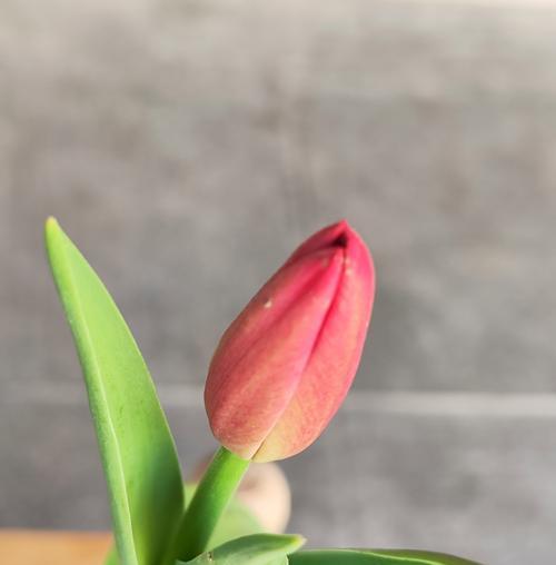 刺柏的花语有哪些寓意？它在花语中象征着什么？