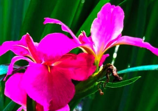 红色菖蒲的花语和寓意是什么？菖蒲花代表什么？