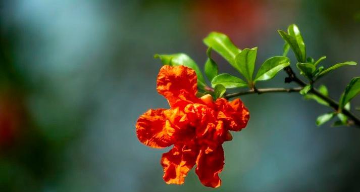 红色菖蒲的花语和寓意是什么？菖蒲花代表什么？