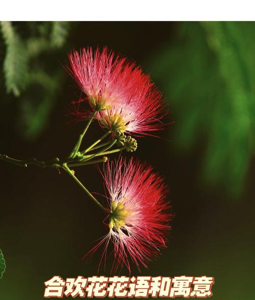 玲王代表花有何花语？玲王代表花象征着什么？