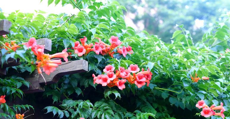 玲王代表花有何花语？玲王代表花象征着什么？