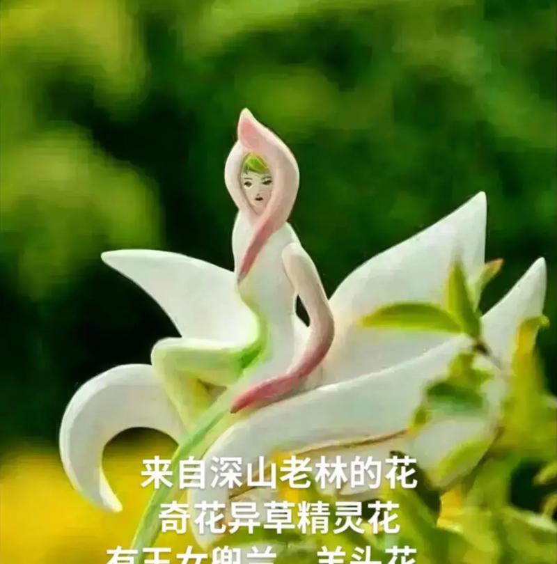 白鹤兰花语代表了什么寓意？