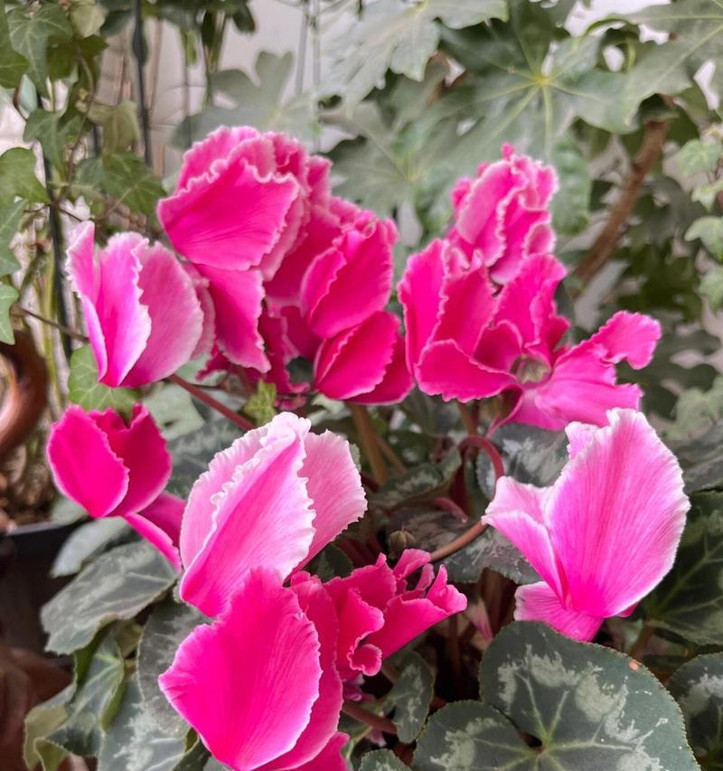 哪种花的花语代表了害羞的爱？