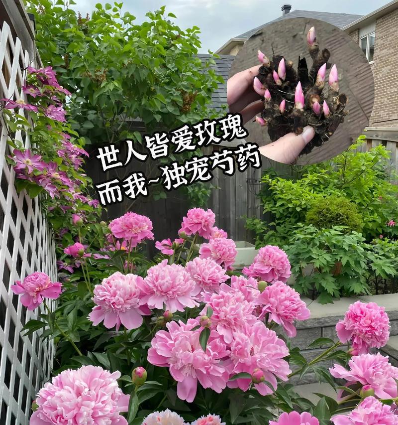 哪种花的花语代表了害羞的爱？