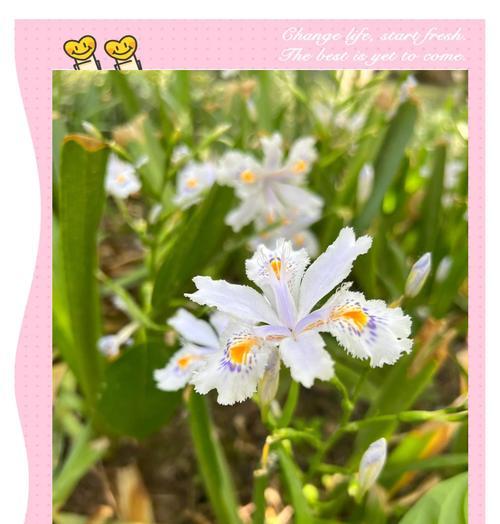 沙漠鸢尾花语和寓意有哪些？它象征着什么？