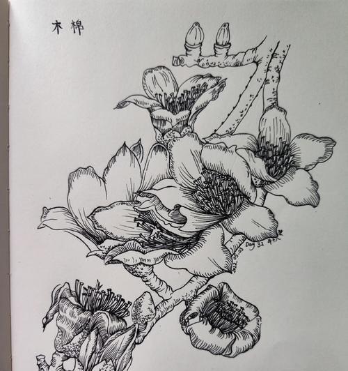 黑白色花朵的花语有何特别之处？
