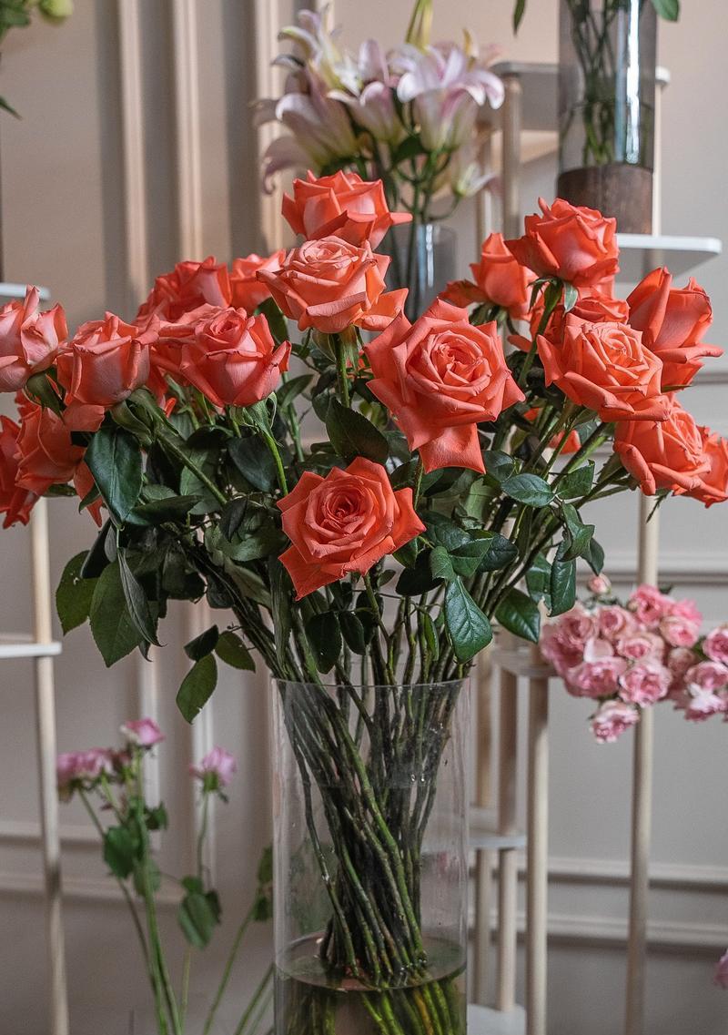 叙旧时适合送什么花？花语应该表达什么？