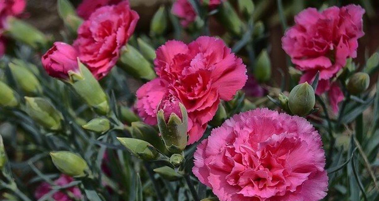 叙旧时适合送什么花？花语应该表达什么？