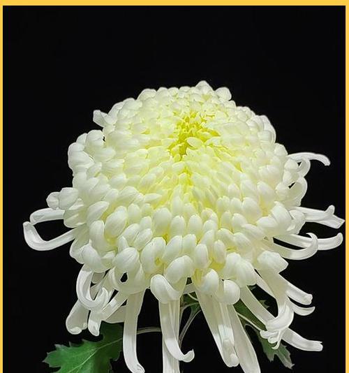 白菊花花语是什么意思？为何常用于哀悼场合？