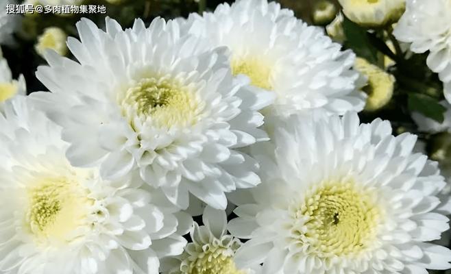 白菊花花语是什么意思？为何常用于哀悼场合？