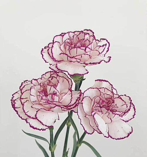 康乃馨的真正花语代表哪种花？