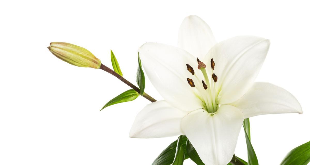 康乃馨的真正花语代表哪种花？