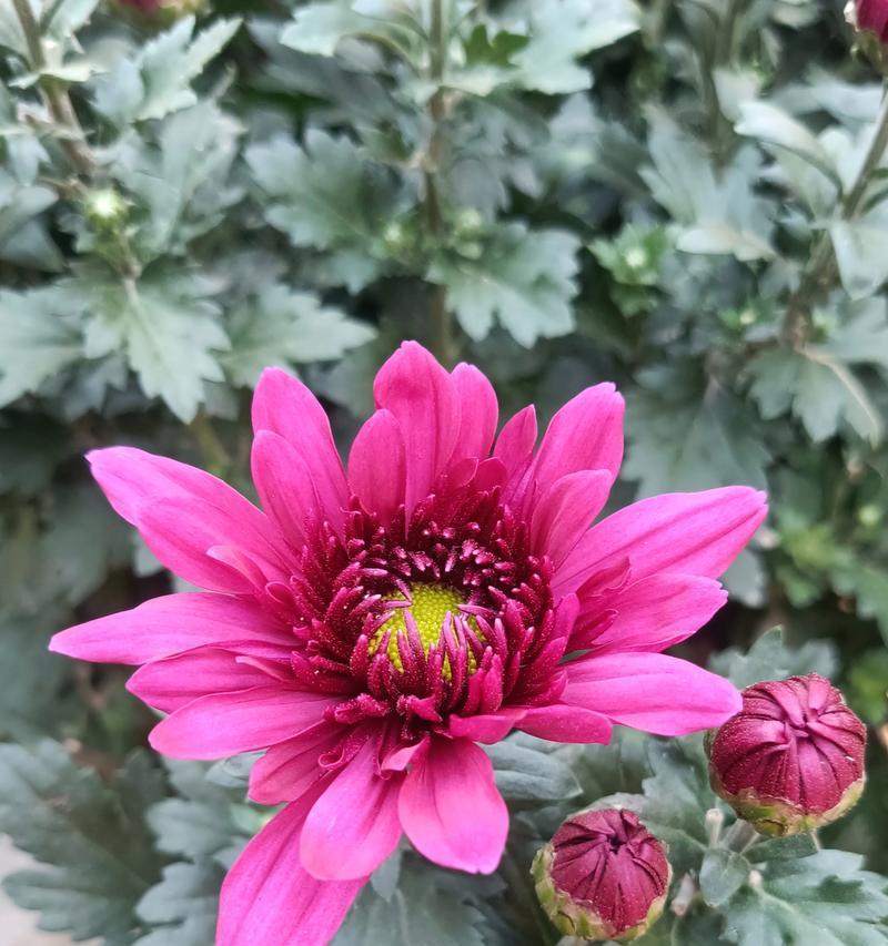 哪种花的花语代表永恒亲情？亲情的花语有哪些？