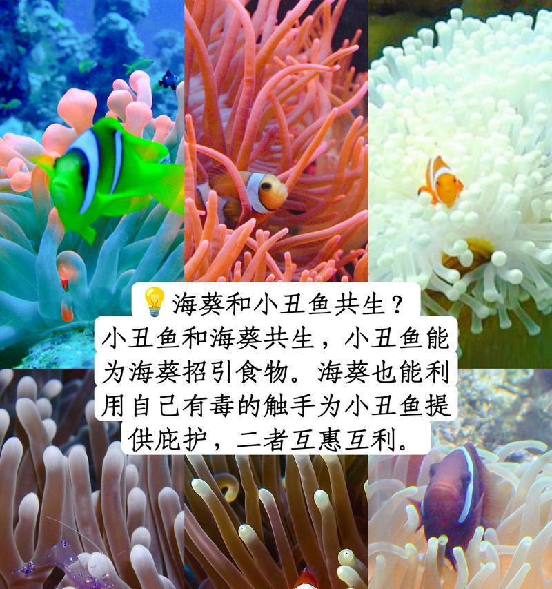 海洋主题花语和寓意有哪些？